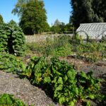 A lush garden with a greenhouse and mature trees.