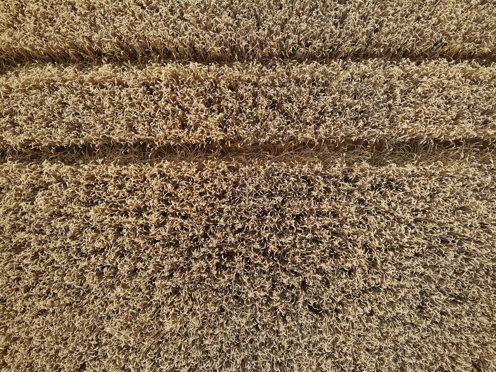 brown and black wheat field